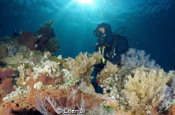 Divers at Liberty Wreck by Chen Ji 